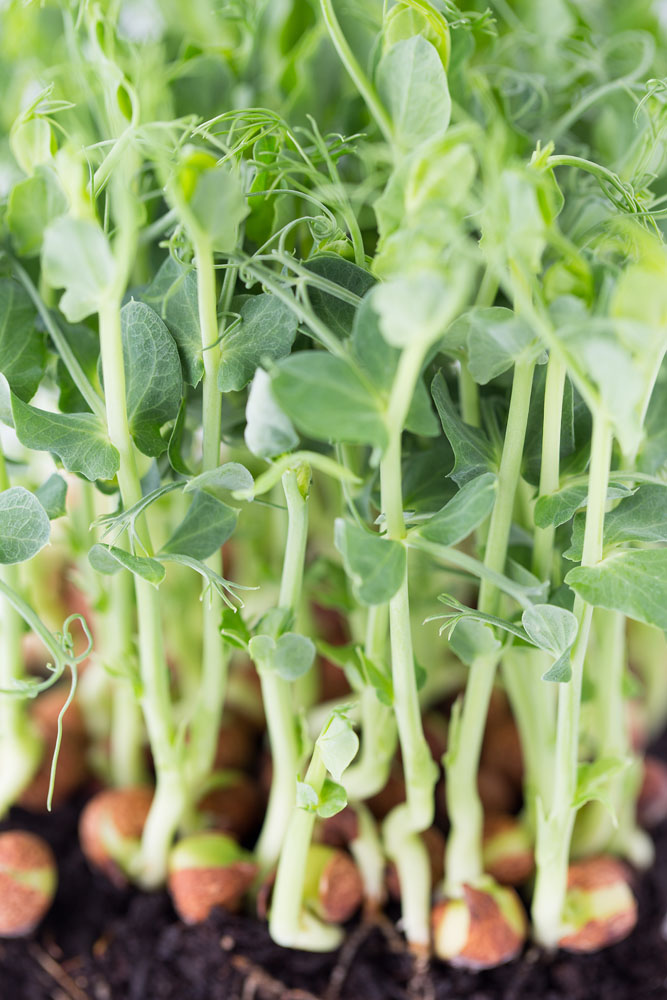 Pea Shoots